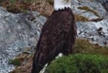Stan Stephens Columbia Glacier Cruise